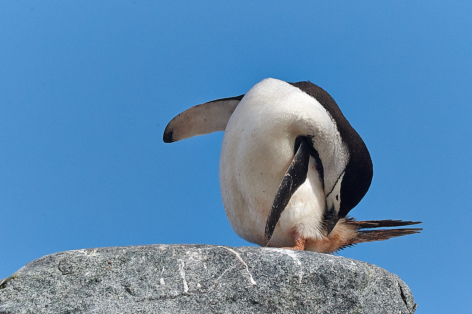 chinstrap penguin